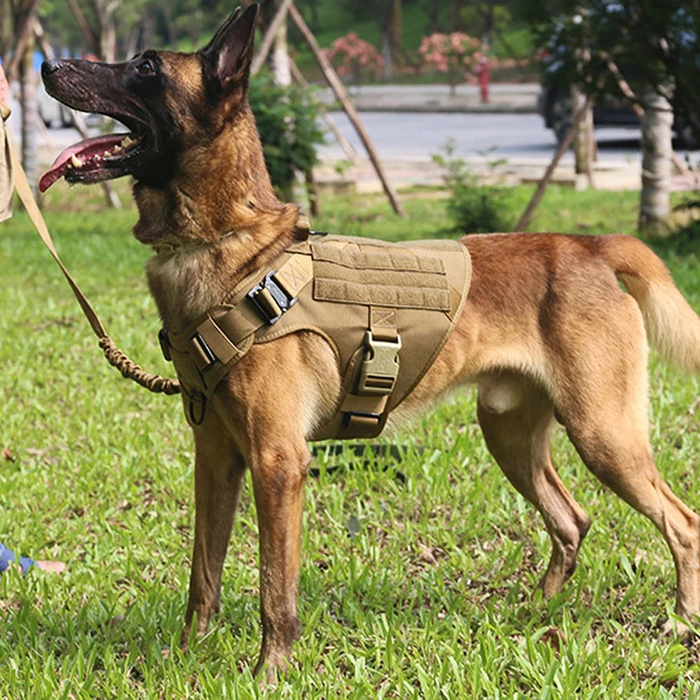 Dog Harness