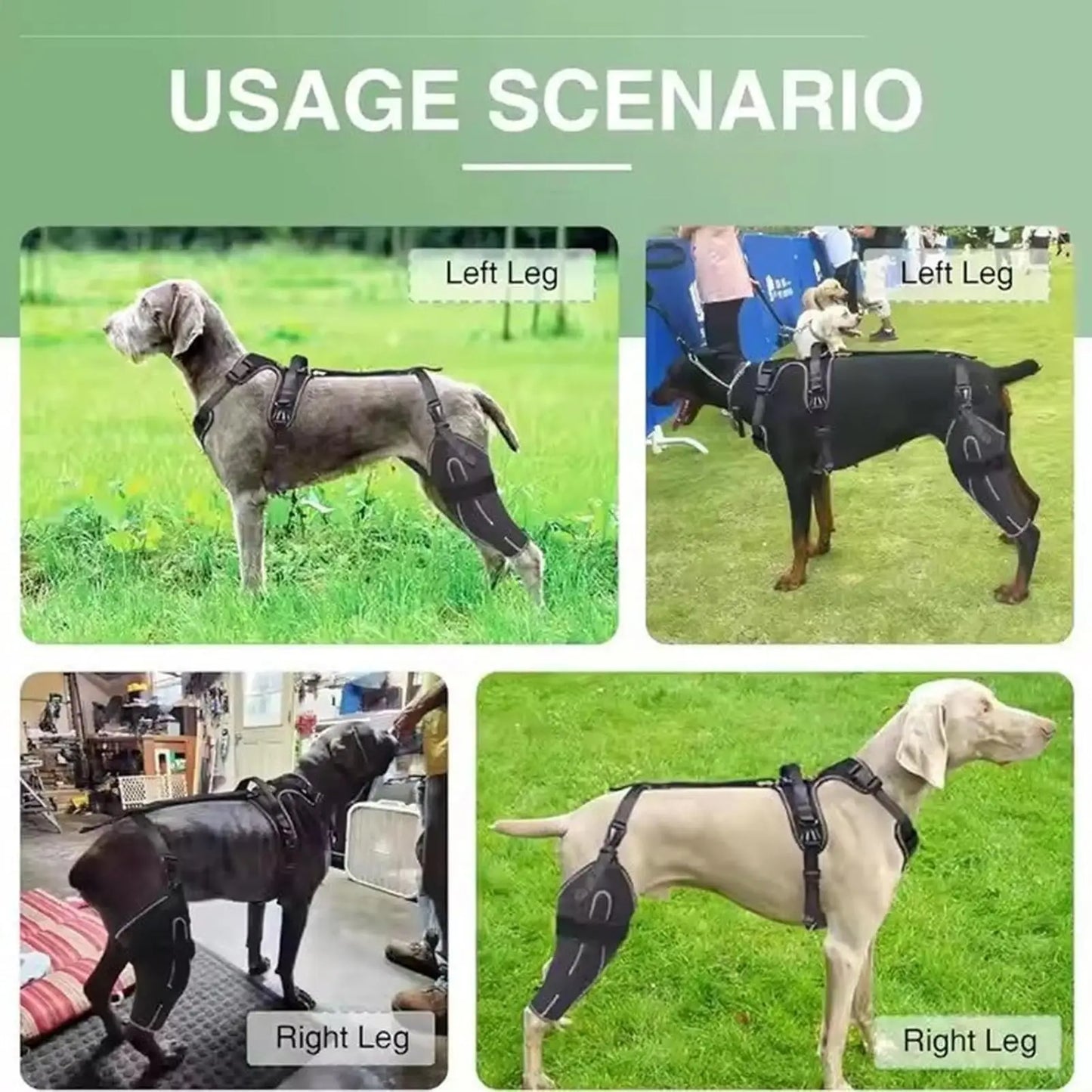 Hinged Dog Knee Brace